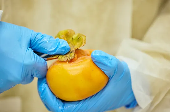 やまと果らり自社工場の様子