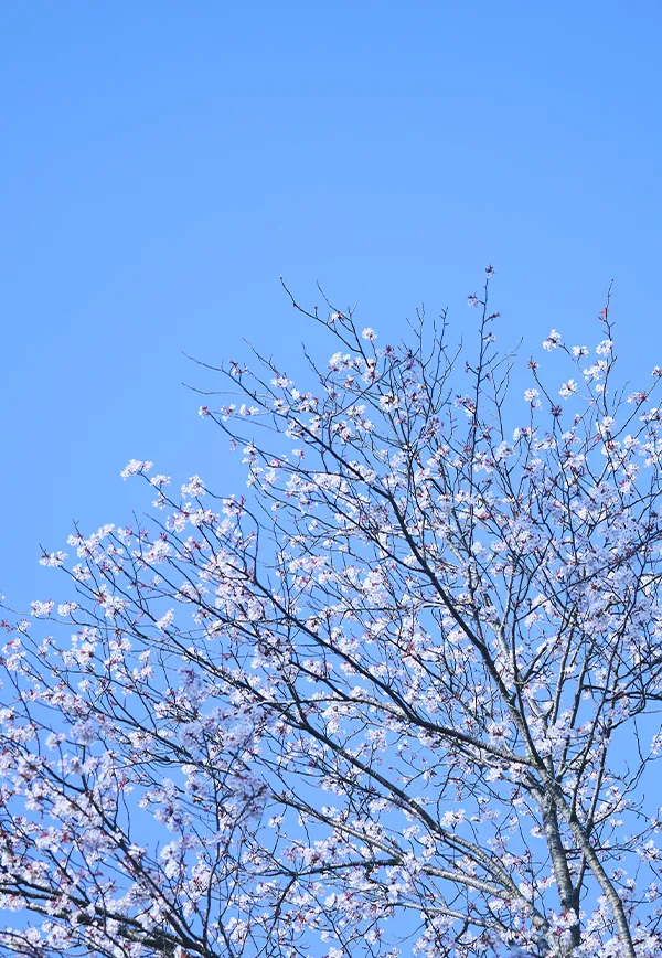 奈良の桜