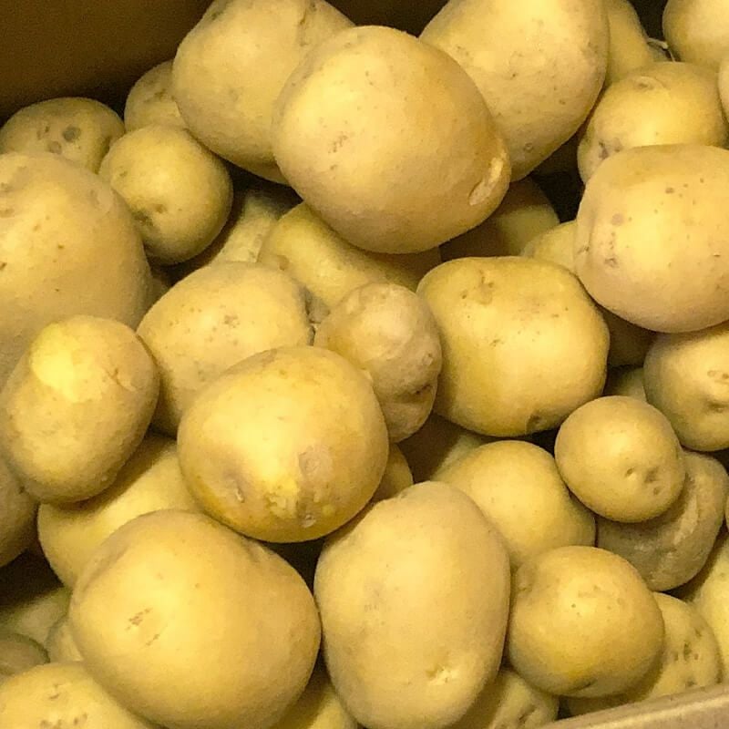 収穫したじゃがいも